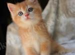 Gragas - British Shorthair Kitten For Sale - Chicago, IL, US