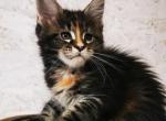 Rita - Maine Coon Kitten For Sale - Brooklyn, NY, US