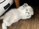 Scottish fold - Scottish Fold Kitten For Adoption - Chicago, IL, US