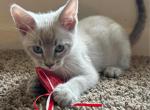 Flame point and blue lynx point - Siamese Kitten For Sale - Cherry Hill, NJ, US