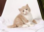 Fluff - British Shorthair Kitten For Sale - Brooklyn, NY, US