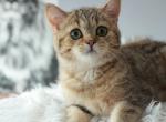 Skay - British Shorthair Kitten For Sale - Brooklyn, NY, US