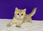 Ornella - Scottish Straight Kitten For Sale - Brooklyn, NY, US