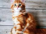 Susan - Maine Coon Kitten For Sale - Brooklyn, NY, US