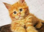 Raya - Maine Coon Kitten For Sale - Brooklyn, NY, US