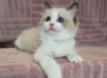 Ginni - Ragdoll Kitten For Sale - Brooklyn, NY, US