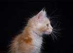 Gregory - Maine Coon Kitten For Sale - Brooklyn, NY, US