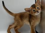 Felix - Abyssinian Kitten For Sale - Brooklyn, NY, US