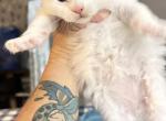 The fabulous 4 - Maine Coon Kitten For Sale - Ocala, FL, US