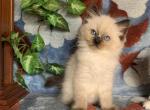 PUREBRED RAGDOLL KITTEN - Ragdoll Kitten For Sale - East Earl, PA, US