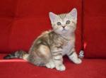 Feya - Scottish Straight Kitten For Sale - Brooklyn, NY, US