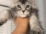 Ariel - Maine Coon Kitten For Sale - Hollywood, FL, US