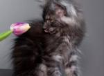 Gera - Maine Coon Kitten For Sale - Brooklyn, NY, US