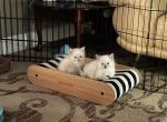 Unknown - Ragdoll Kitten For Sale - Portland, OR, US