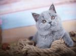 Fiona - British Shorthair Kitten For Sale - Brooklyn, NY, US