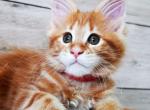 Sunny - Maine Coon Kitten For Sale - Brooklyn, NY, US