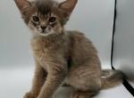 Fiona S - Somali Kitten For Sale - Brooklyn, NY, US