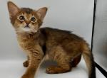 Elizabeth S - Somali Kitten For Sale - Brooklyn, NY, US