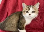 Paolo Scottish Fold Golden Bicolor Boy - Scottish Fold Kitten For Sale - Odessa, FL, US