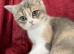 Poppy Scottish Fold Dilute Tortie Girl - Scottish Fold Kitten For Sale - 