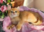 Sasha - British Shorthair Kitten For Sale - Brooklyn, NY, US