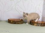 Kitails Siberians Spruce - Siberian Kitten For Sale - 