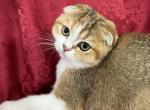 Petal Ticked Tortie Scottish Fold girl - Scottish Fold Kitten For Sale - 