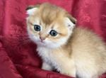 Ty Scottish Fold Golden Ticked Boy - Scottish Fold Kitten For Sale - Odessa, FL, US