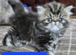 Mush ns minuet - Persian Kitten For Sale - Monroe, NY, US