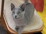 shrek - Russian Blue Kitten For Sale - Boston, MA, US