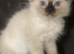 Seal point ragdoll - Ragdoll Kitten For Sale - Auburn, WA, US