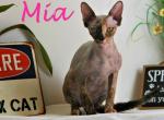 Mia - Sphynx Cat For Sale/Retired Breeding - Longmont, CO, US