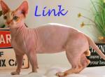 Zuri X Link - Sphynx Kitten For Sale - 