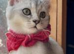 Dorian Silverleaf - British Shorthair Kitten For Sale - 