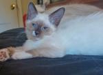 Ragdoll Look Exotic Bobtail Lebowski - Ragdoll Kitten For Sale - New Bern, NC, US