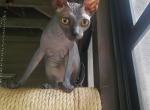 Siren - Sphynx Kitten For Sale - Boston, MA, US