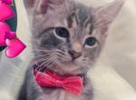 Hazel - American Shorthair Kitten For Sale - Riverside, CA, US