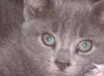 Freida - Domestic Kitten For Sale - Hagerstown, MD, US