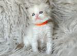 Daisy - Ragdoll Kitten For Sale - Las Vegas, NV, US