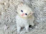 Coco - Ragdoll Kitten For Sale - Las Vegas, NV, US