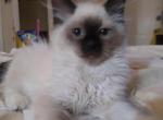 Ragdoll Exotic bobbed tail named Presley - Ragdoll Kitten For Sale - New Bern, NC, US