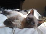 Female Ragdoll Hybrid Mavis - Ragdoll Kitten For Sale - New Bern, NC, US