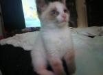 Female Ragdoll Hybrid Freya - Ragdoll Kitten For Sale - New Bern, NC, US