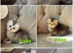 Nino - Scottish Fold Kitten For Sale - Citrus Heights, CA, US