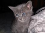 Freya - Domestic Kitten For Adoption - 