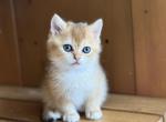 No name - British Shorthair Kitten For Sale - 