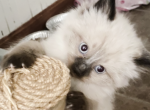 Balinese - Balinese Kitten For Sale - Worcester, MA, US