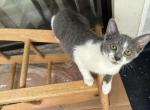 Mia - Domestic Kitten For Sale - 