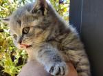 Chanel litter - Scottish Straight Kitten For Sale - 