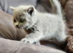 Chanel blue boy - Scottish Straight Kitten For Sale - Portland, OR, US